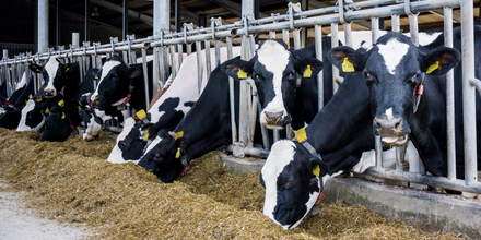 dairy cows